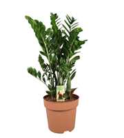 Zamioculcas 9+ veren - hoogte 110-120