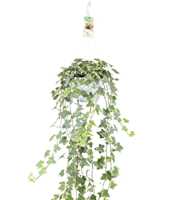 Hedera helix Gold Child - hang/XXL