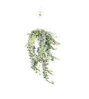 Hedera helix White wonder - hang/XXL