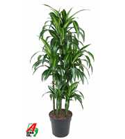 Dracaena Hawaiiana 90-carrousel