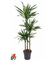 Dracaena Riki 90-60-30