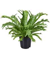 Asplenium Crissie