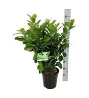 Prunus laur. 'Etna'