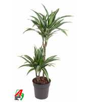 Dracaena Ulises 45-15