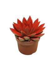 Echeveria gespoten 10,5 cm Snowy rood