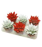 Echeveria gespoten Kerstmix 10,5 cm Snowy