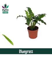 Calathea 7cm Bluegrass