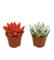 Echeveria gespoten Kerstmix 8,5 cm Snowy