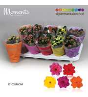 Kalanchoe Moments - 5 colors mix