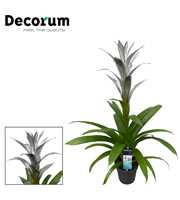 Guzmania Silver (Decorum)