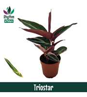 Calathea 7cm Triostar (Stromanthe)