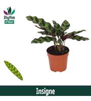 Calathea 7cm Insigne (Lancifolia)