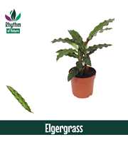 Calathea 7cm Elgergrass