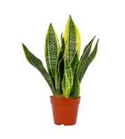 Sansevieria trifasciata 'Futura Superba' 2 p.p.
