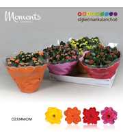 Kalanchoe Moments - 4 Colors Mix