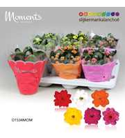 Kalanchoe Moments - 4 Colors Mix