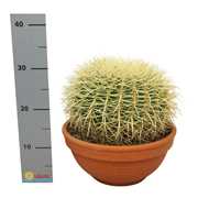 Echinocactus grusonii 30 cm