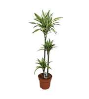 Dracaena Lemon Lime 90-60-30