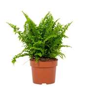 Nephrolepis Vitale 12cm