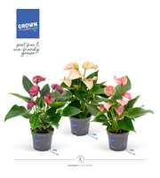 Anthurium - KARMA New Year Mix | 12cm