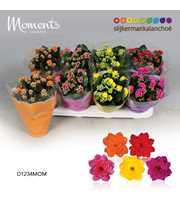 Kalanchoe Moments - 4 Colors Mix