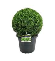 Buxus sempervirens