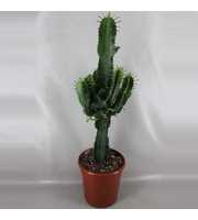 art.1830I Euphorbia ingens 24 cm