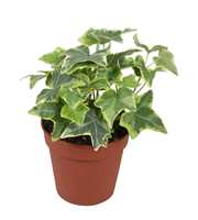 Hedera helix Gold Child