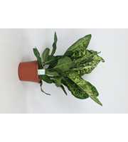 Purify Dieffenbachia Crown 35 cm