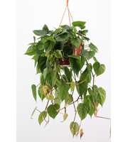 philodendron scandens hang