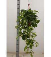 scindapsus aureum hang 21cm (kopie)