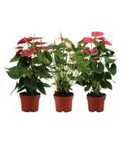 Anthurium 4 color mix in transparant sleeve