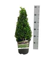 Buxus sempervirens