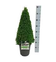 Buxus sempervirens