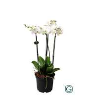 Phalae. XXL 4 tk white P23