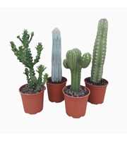 Cactus mix opgaand 27 cm