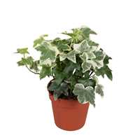 Hedera helix Tonny*