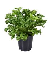 Asplenium Lesly