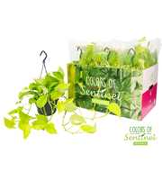 Epipremnum Pinnatum Golden Pothos - Hangpot