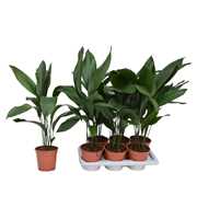 Aspidistra elatior P17