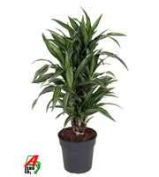 Dracaena Ulises vertakt P24