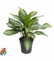 Aglaonema Silver Bay