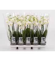 Phalaenopsis overig wit 3 tak wit Shorty