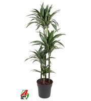 Dracaena Ulises 90-60-30-15