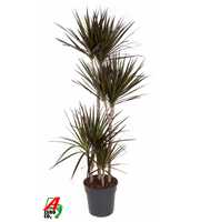 Dracaena Magenta 90-60-30-15