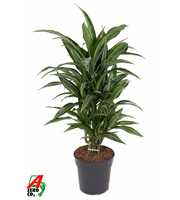 Dracaena Ulises vertakt P21