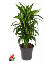 Dracaena Hawaiiana vertakt P21