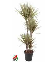 Dracaena Bicolor 90-60-30-15