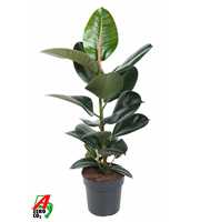 Ficus Robusta 1PP P19