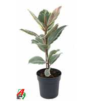 Ficus Tineke 1PP P19